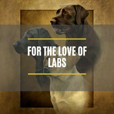 For the Love of Labs